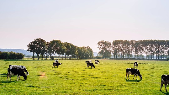 Dairy Cows in a grass field