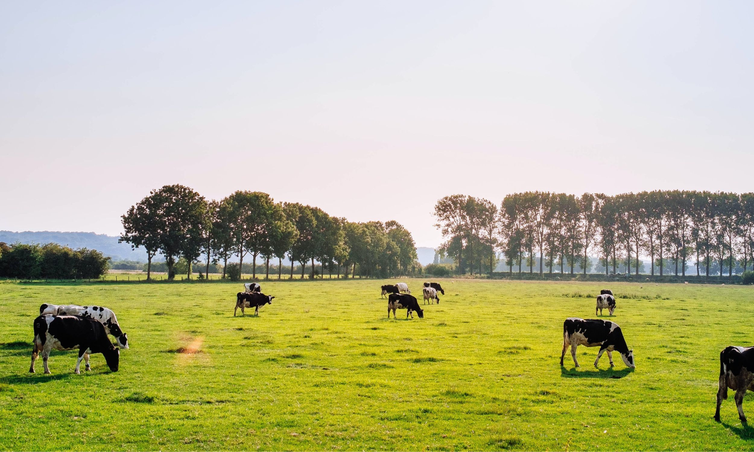 Dairy Cows in a grass field